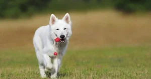 dog groomers in cocoa beach FL