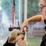 dog grooming in Plano