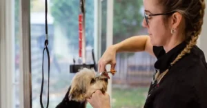 dog grooming in Plano