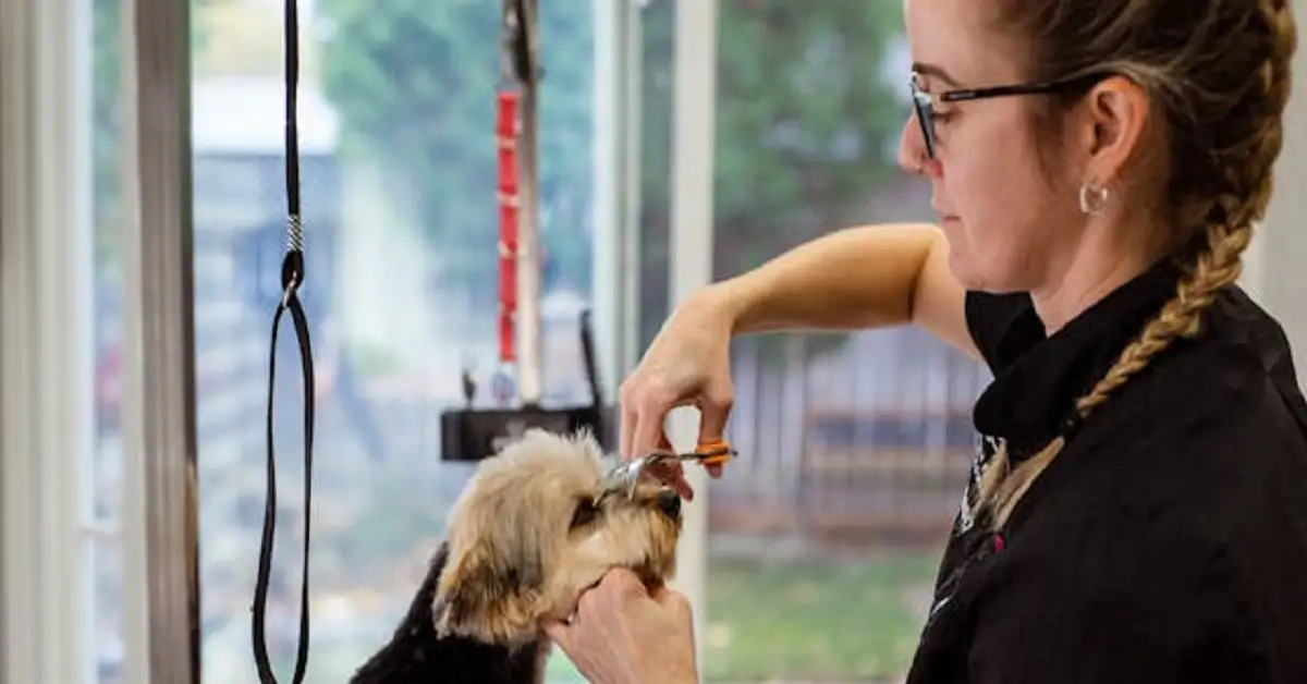 dog grooming in Plano