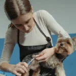 pet grooming in Chapel Hill, NC