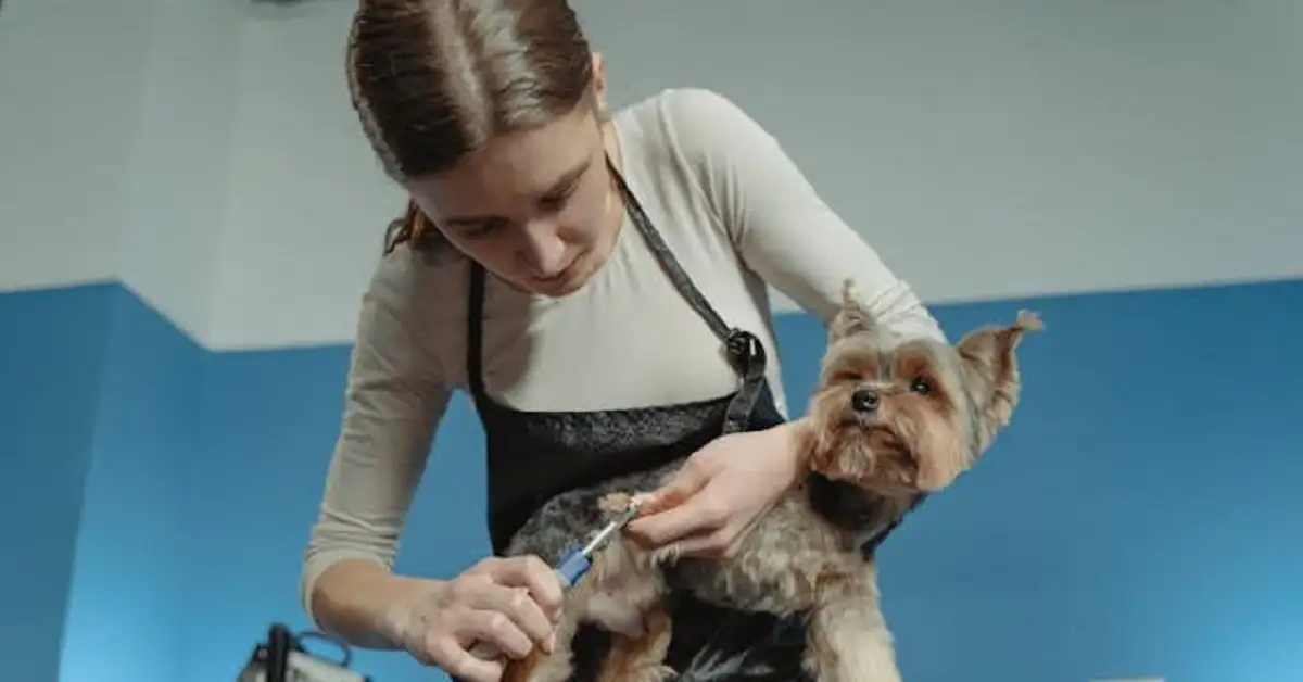 pet grooming in Chapel Hill, NC