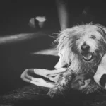 pet grooming in Johns Creek